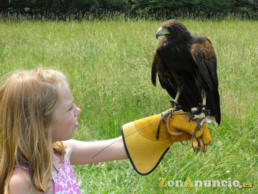 ESPECTÁCULOS CON AVES. VARIAS PROVINCIAS.